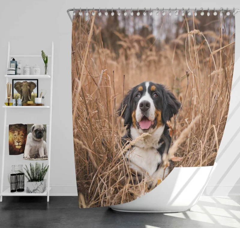 Bernese Mountain Dog Splendor: Bernese Mountain Dog Shower Curtain