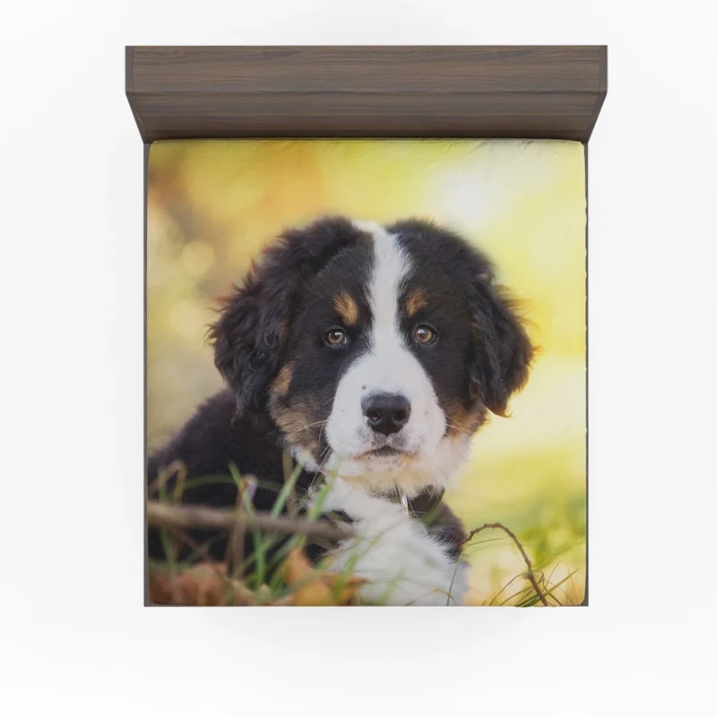 Bernese Pups Amidst Bokeh Magic: Sennenhund Quartet Fitted Sheet