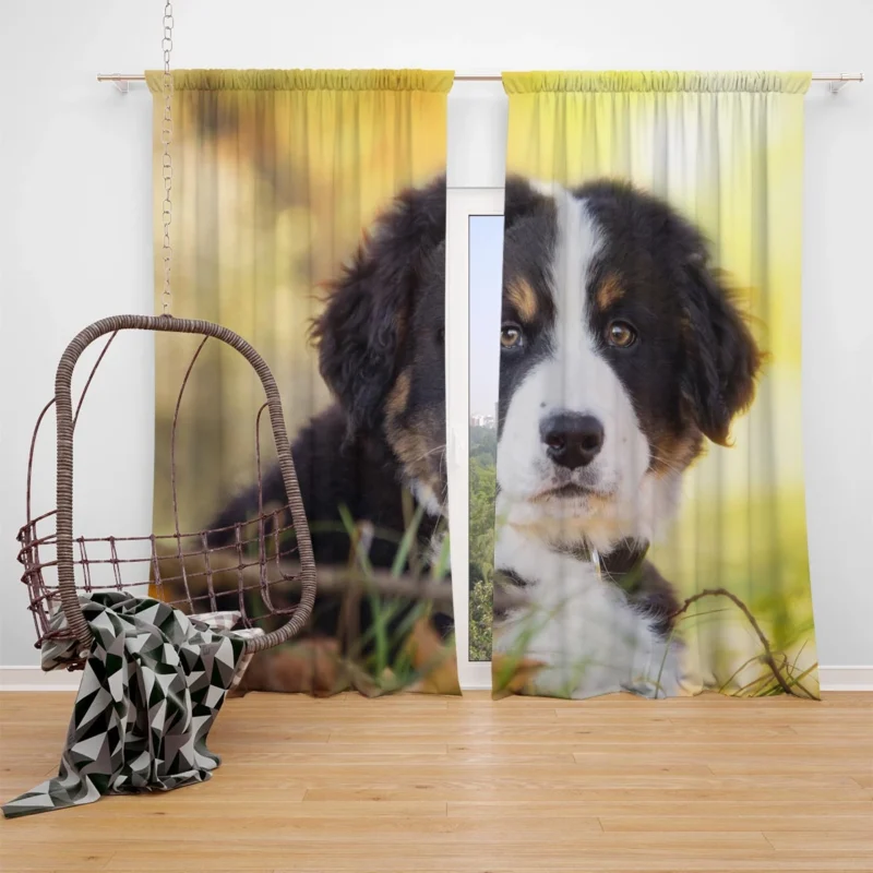 Bernese Pups Amidst Bokeh Magic: Sennenhund Quartet Window Curtain