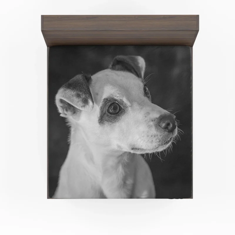 Black & White Quartet: Jack Russell Terriers Fitted Sheet