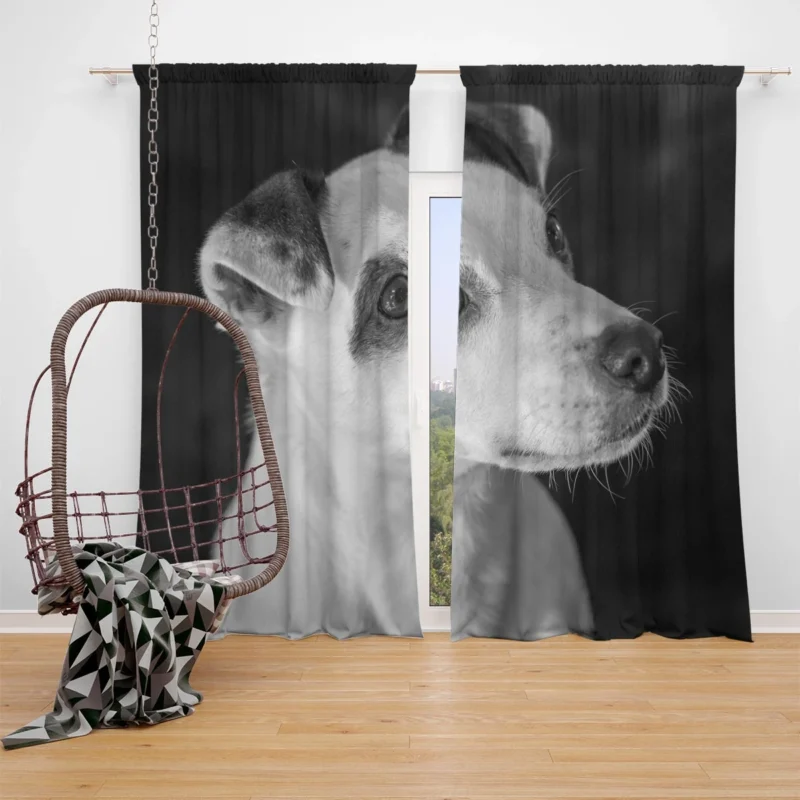 Black & White Quartet: Jack Russell Terriers Window Curtain