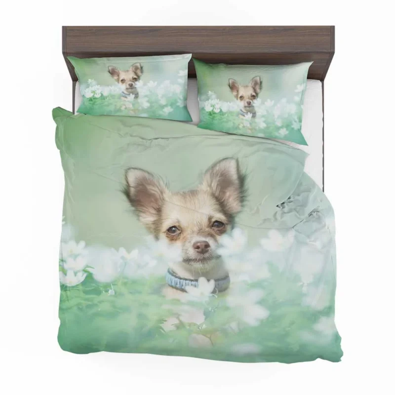 Blooms and Chihuahua Beauty: Chihuahua Quartet Bedding Set 1