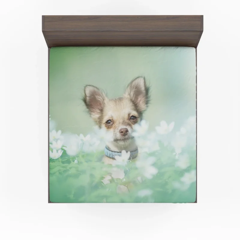 Blooms and Chihuahua Beauty: Chihuahua Quartet Fitted Sheet