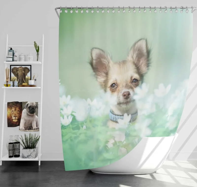 Blooms and Chihuahua Beauty: Chihuahua Quartet Shower Curtain