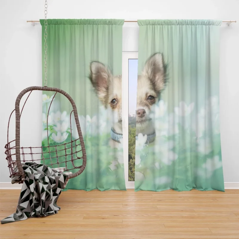 Blooms and Chihuahua Beauty: Chihuahua Quartet Window Curtain