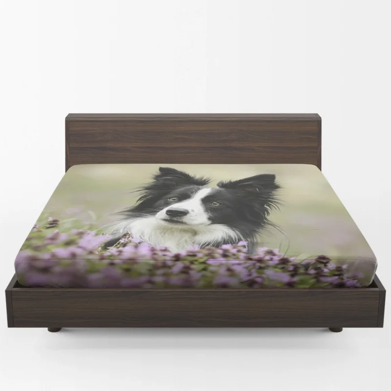 Blossom Beauty with Border Collie in Bokeh Fitted Sheet 1