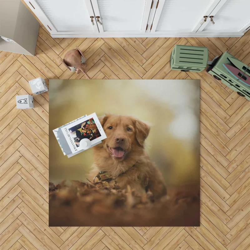 Blossom Muzzle Quartet: Nova Scotia Duck Tolling Retriever Floor Rug