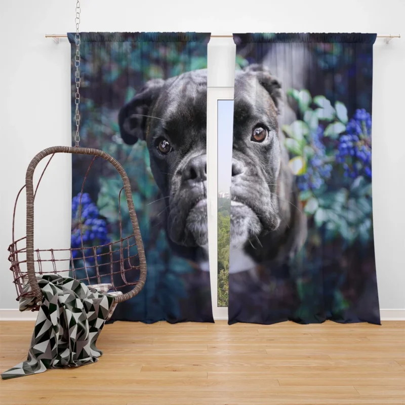 Blossoms and Bulldog Beauty: Bulldog Quartet Window Curtain