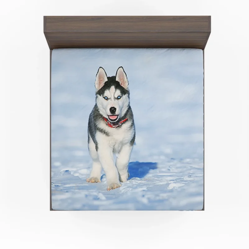 Blue-Eyed Quartet: Cute Husky Puppies in Snow Fitted Sheet