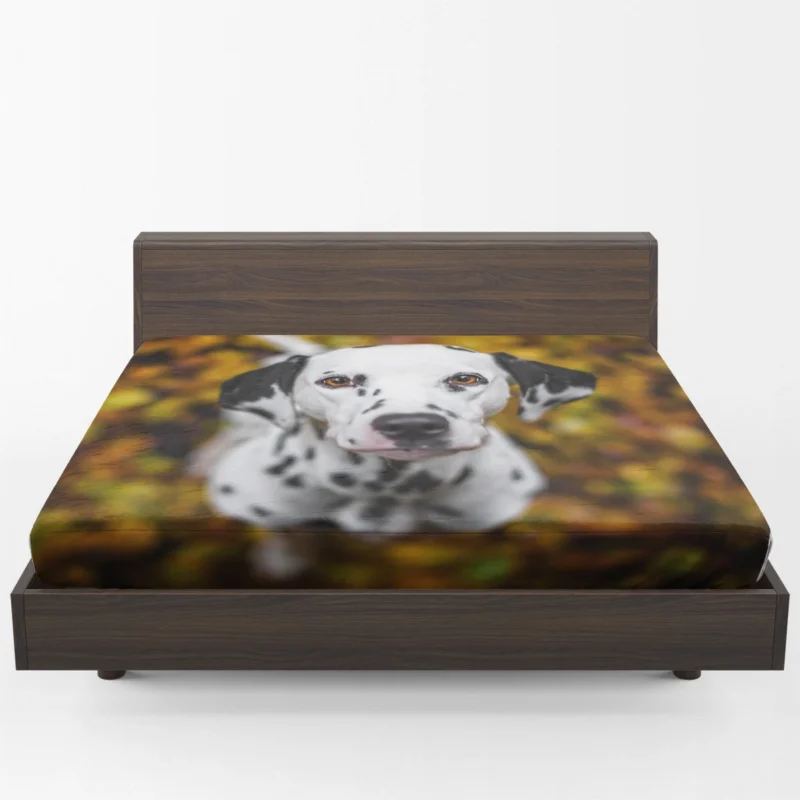 Bokeh Background Dalmatian: Dalmatian Quartet Fitted Sheet 1