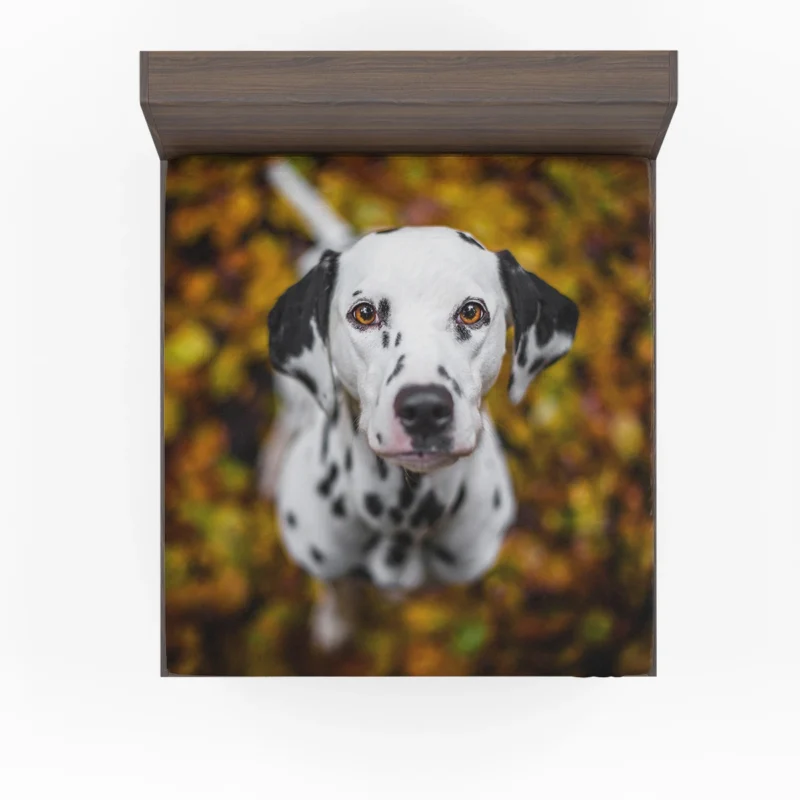 Bokeh Background Dalmatian: Dalmatian Quartet Fitted Sheet