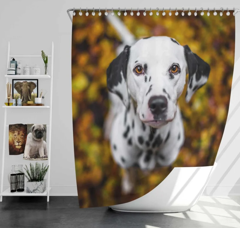 Bokeh Background Dalmatian: Dalmatian Quartet Shower Curtain