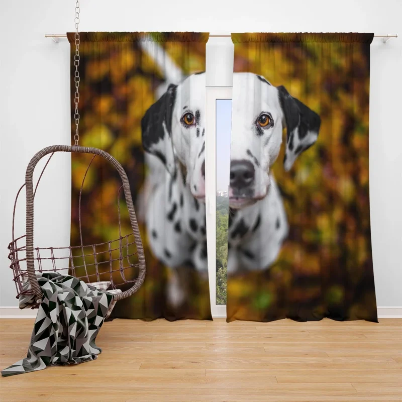 Bokeh Background Dalmatian: Dalmatian Quartet Window Curtain