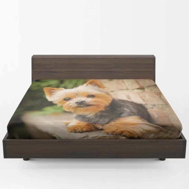 Bokeh Beauty: Silky Terrier Quartet Fitted Sheet 1