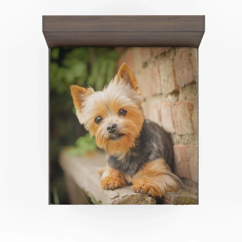 Bokeh Beauty: Silky Terrier Quartet Fitted Sheet