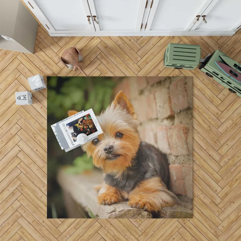 Bokeh Beauty: Silky Terrier Quartet Floor Rug