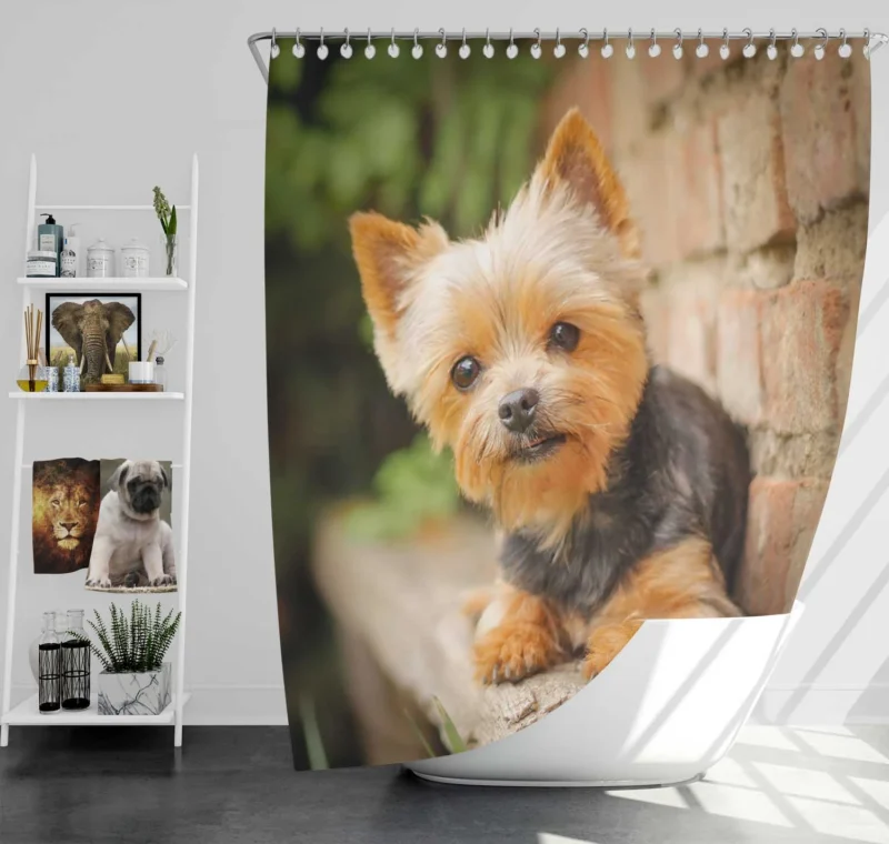 Bokeh Beauty: Silky Terrier Quartet Shower Curtain