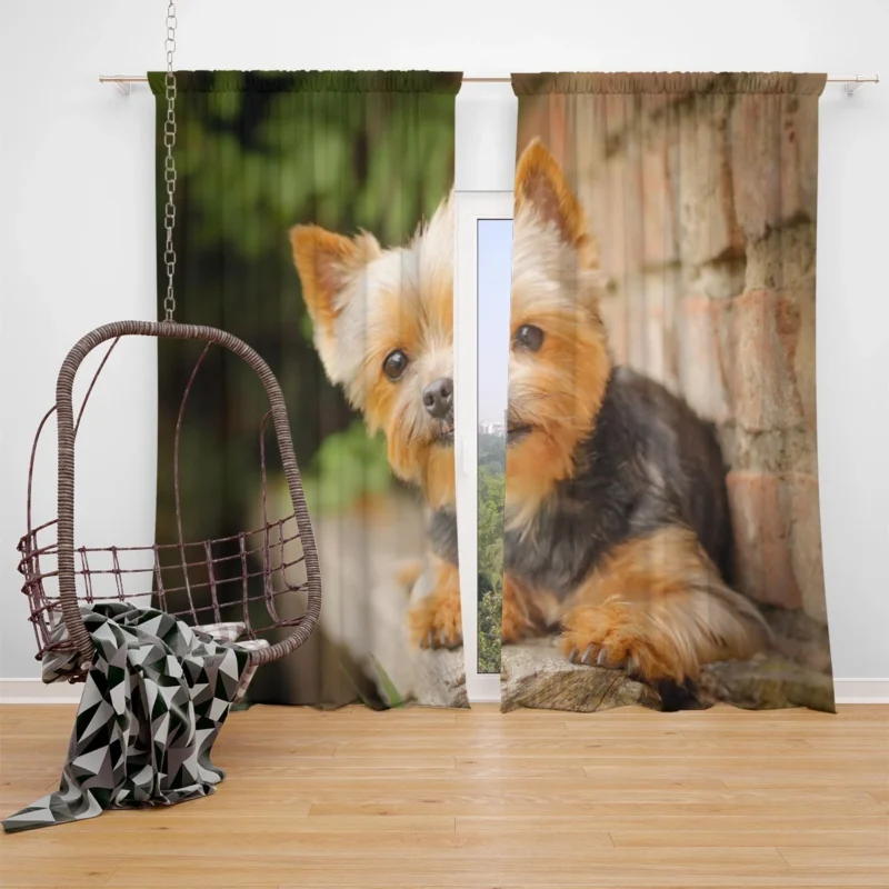 Bokeh Beauty: Silky Terrier Quartet Window Curtain