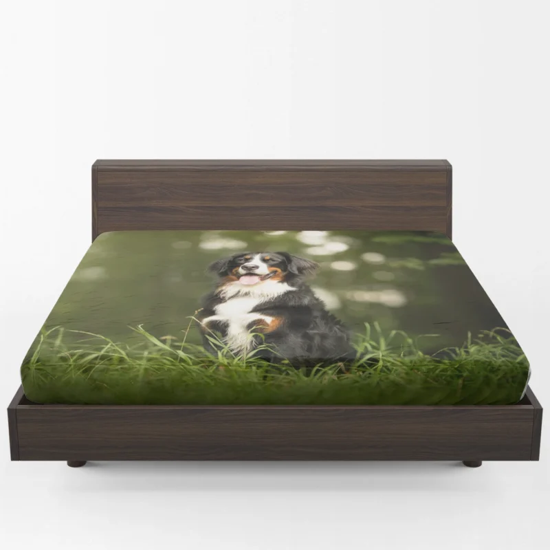 Bokeh-Filled Wonderland: Sennenhund Quartet Fitted Sheet 1