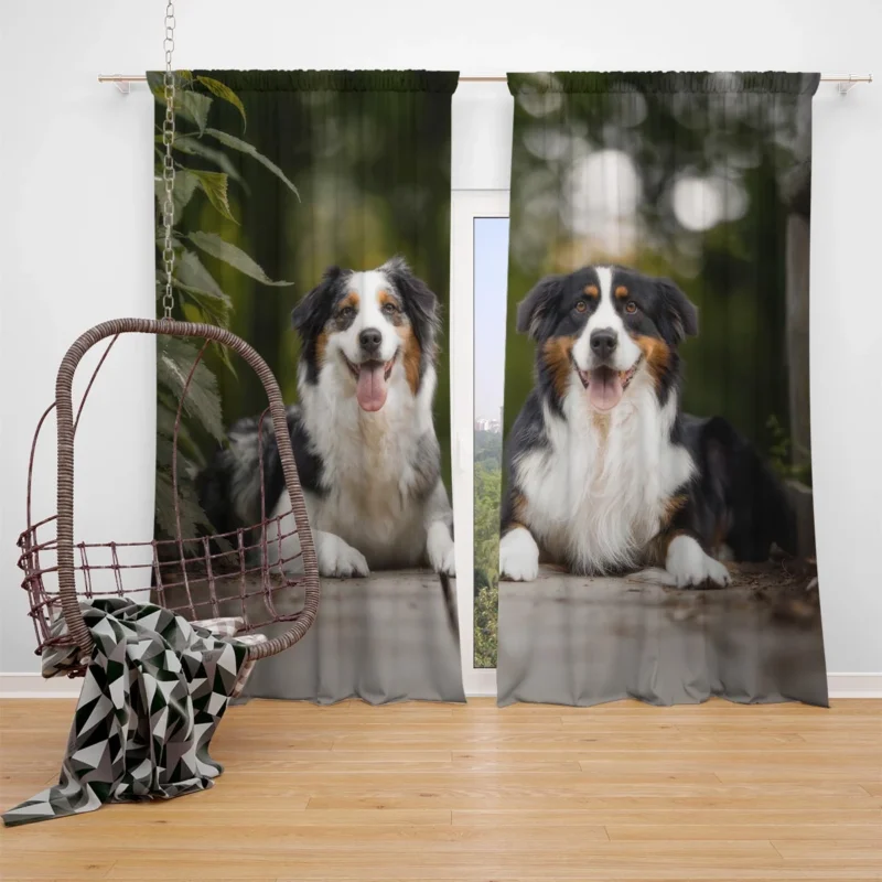 Bokeh and Depth of Field with a Canine Friend: Australian Shepherd Window Curtain