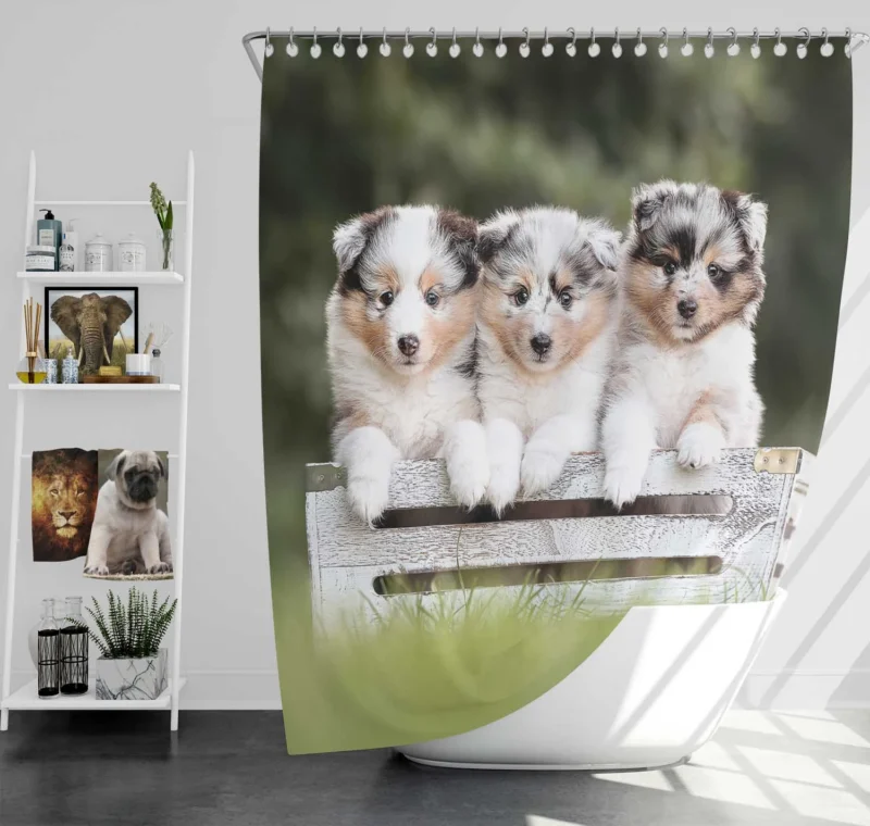 Border Collie Charm with Ba Puppies: Border Collie Shower Curtain