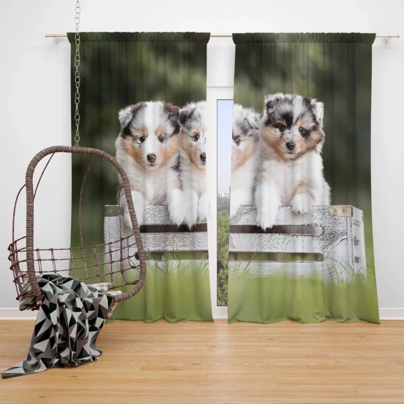 Border Collie Charm with Ba Puppies: Border Collie Window Curtain