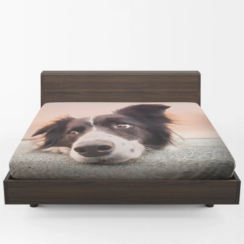 Border Collie Muzzle Resting: Border Collie Fitted Sheet 1