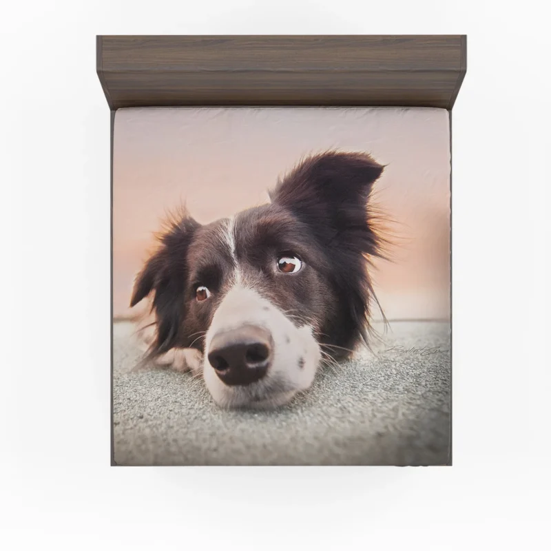 Border Collie Muzzle Resting: Border Collie Fitted Sheet