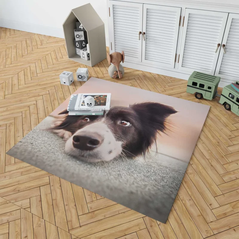 Border Collie Muzzle Resting: Border Collie Floor Rug 1