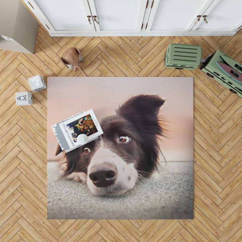 Border Collie Muzzle Resting: Border Collie Floor Rug