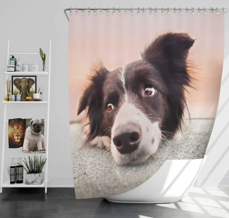 Border Collie Muzzle Resting: Border Collie Shower Curtain