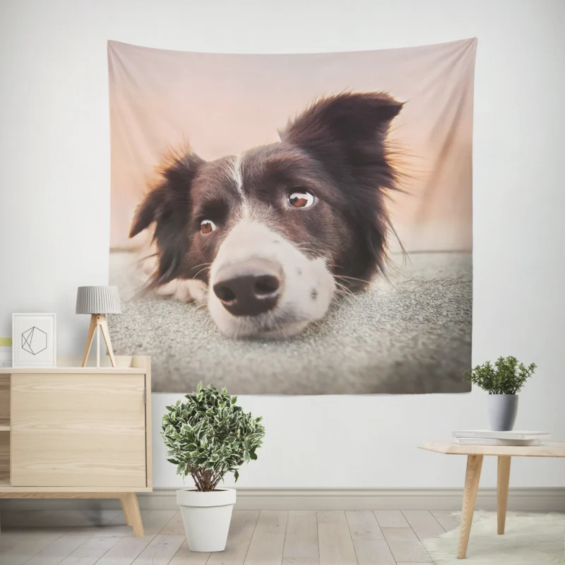 Border Collie Muzzle Resting  Border Collie Wall Tapestry