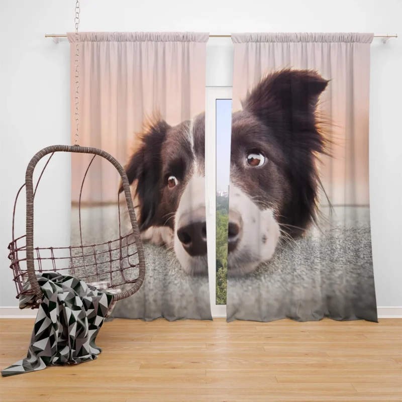 Border Collie Muzzle Resting: Border Collie Window Curtain