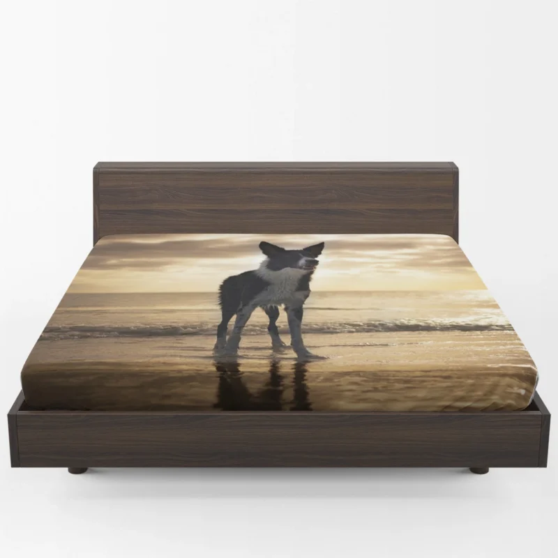 Border Collie Wallpaper Beauty: Border Collie Fitted Sheet 1