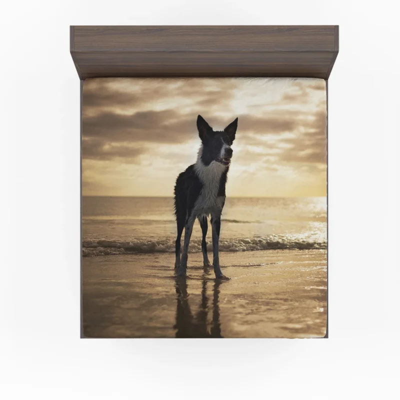 Border Collie Wallpaper Beauty: Border Collie Fitted Sheet