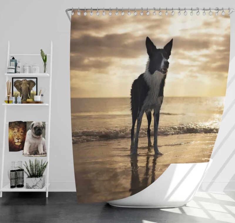 Border Collie Wallpaper Beauty: Border Collie Shower Curtain