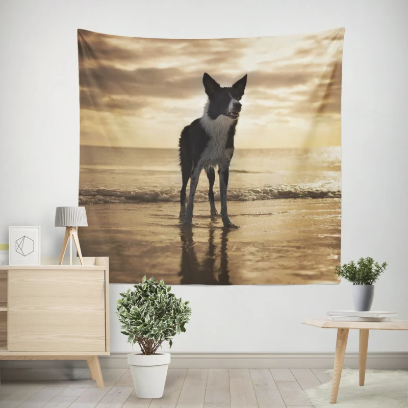 Border Collie Wallpaper Beauty  Border Collie Wall Tapestry