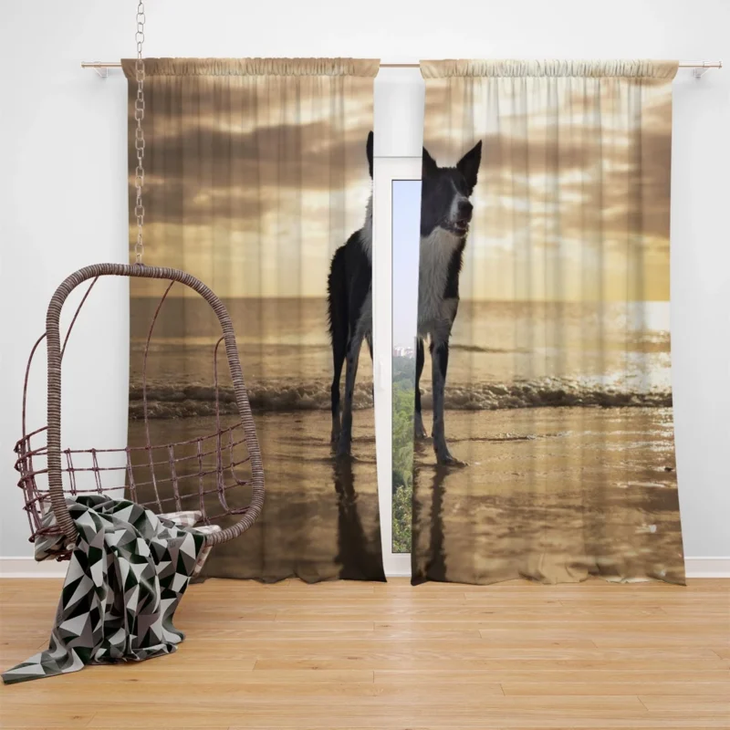 Border Collie Wallpaper Beauty: Border Collie Window Curtain