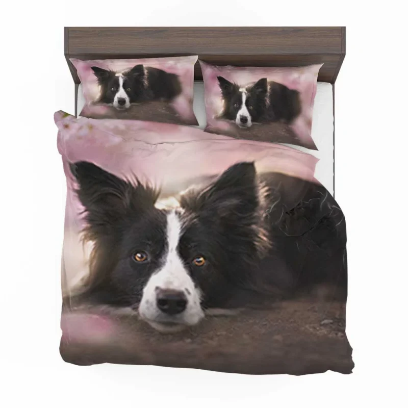 Border Collie Wallpaper with Energetic Border Collie Bedding Set 1
