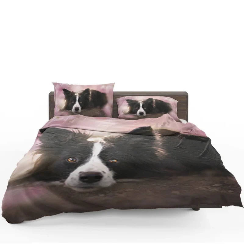 Border Collie Wallpaper with Energetic Border Collie Bedding Set