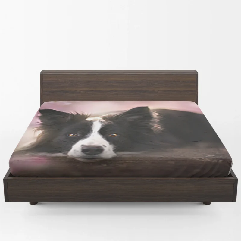 Border Collie Wallpaper with Energetic Border Collie Fitted Sheet 1