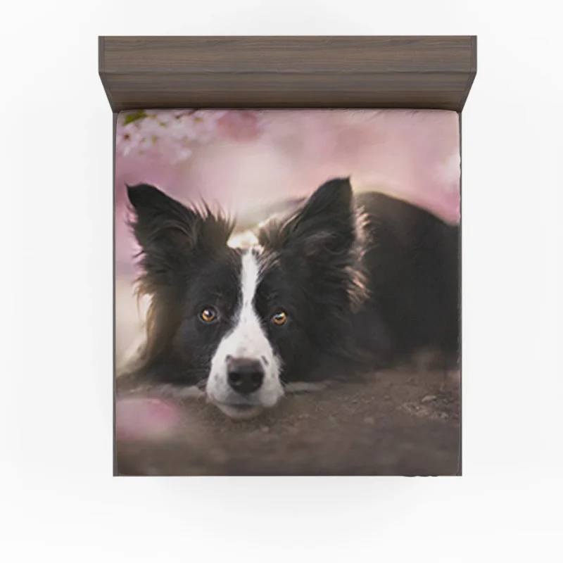 Border Collie Wallpaper with Energetic Border Collie Fitted Sheet