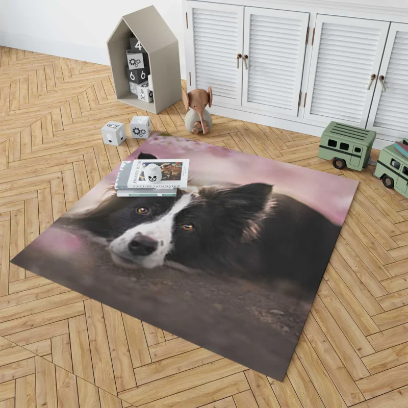 Border Collie Wallpaper with Energetic Border Collie Floor Rug 1