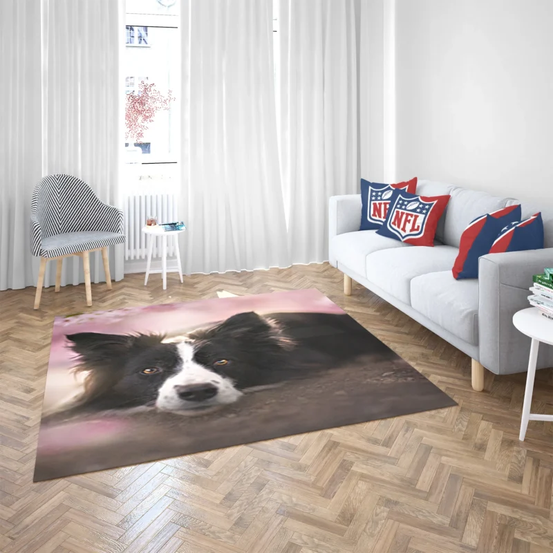 Border Collie Wallpaper with Energetic Border Collie Floor Rug 2