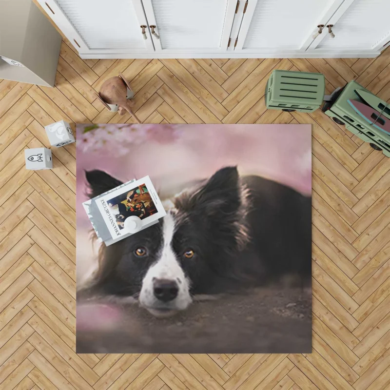 Border Collie Wallpaper with Energetic Border Collie Floor Rug