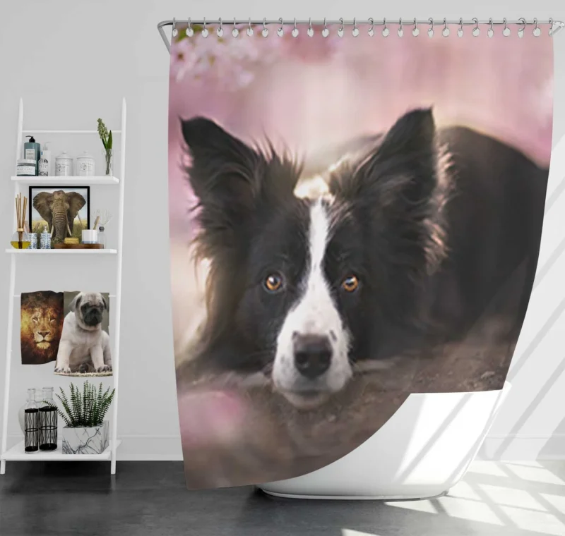 Border Collie Wallpaper with Energetic Border Collie Shower Curtain