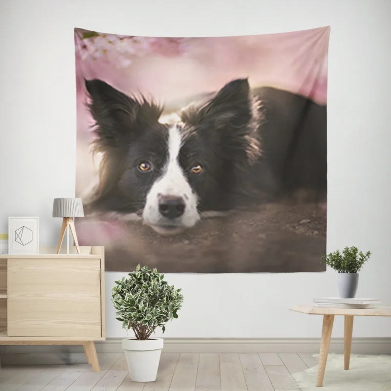 Border Collie Wallpaper with Energetic Border Collie Wall Tapestry