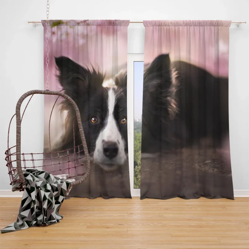 Border Collie Wallpaper with Energetic Border Collie Window Curtain