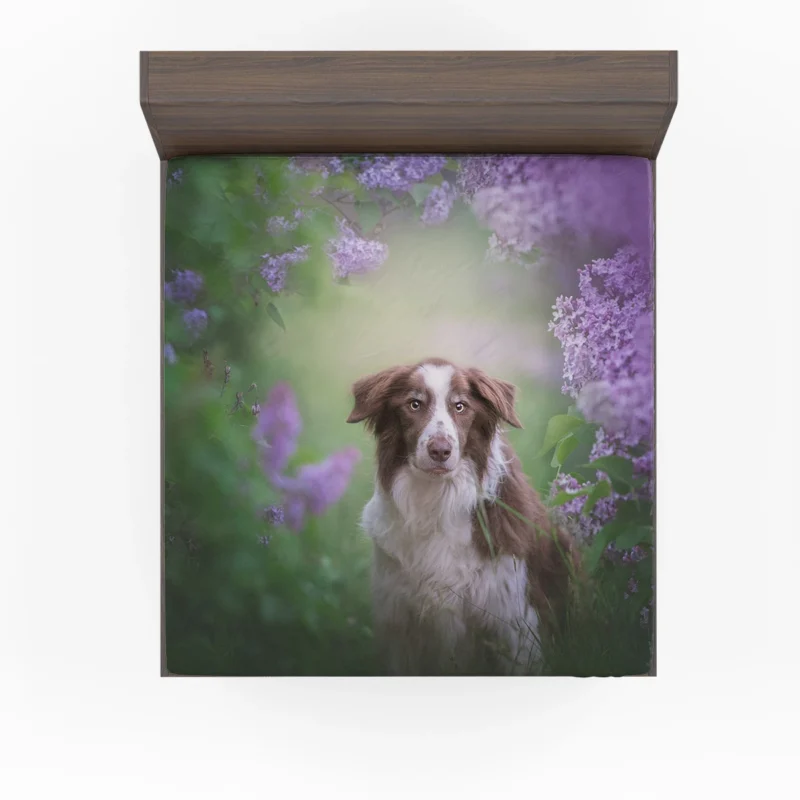 Border Collie and Purple Flower Beauty with Border Collie Fitted Sheet