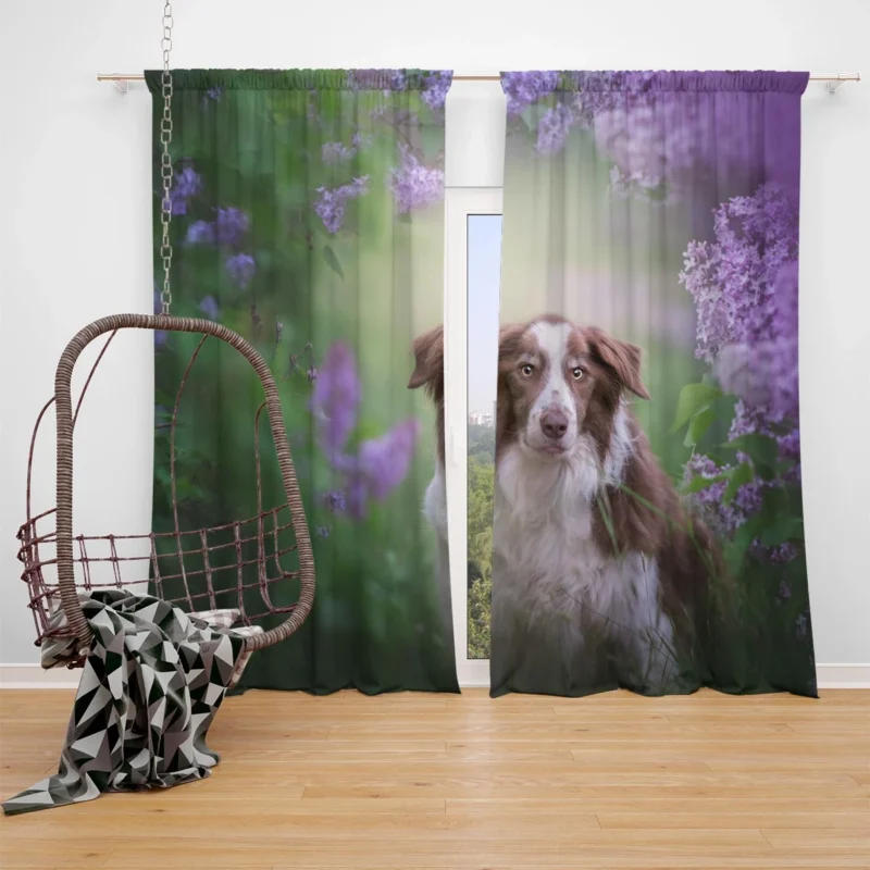 Border Collie and Purple Flower Beauty with Border Collie Window Curtain